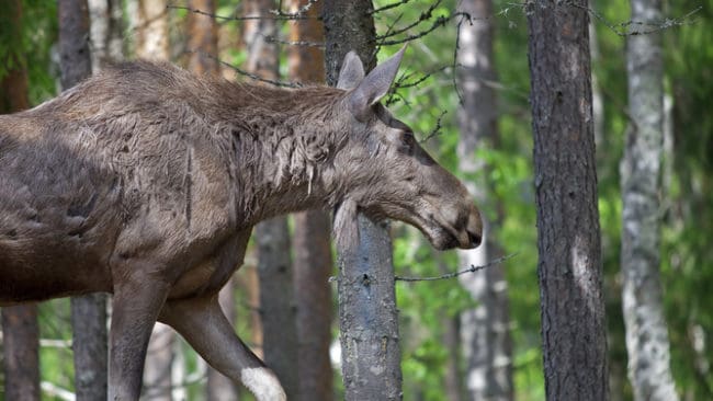 Manar till &ouml;kad avskjutning. Sveaskog skriver till jaktlag i Norrbotten och uppmanar dem att skjuta fler &auml;lgar.