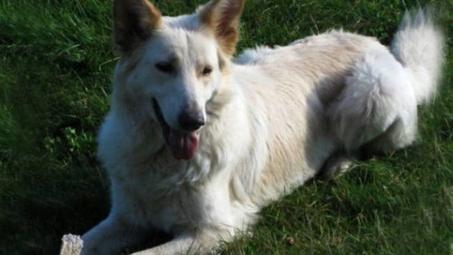 F&ouml;rsvunnen i en vecka. Thea &auml;r f&ouml;rsvunnen i trakterna av Fredriksberg. &Auml;garfamiljen vill g&auml;rna ha tips om hunden om n&aring;gon j&auml;gare ser henne eller sp&aring;r efter henne.