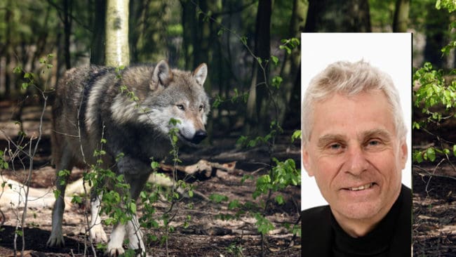 Liberg anser att forskarna måste förhålla sig till det faktum att vargar ställer till stora skador.