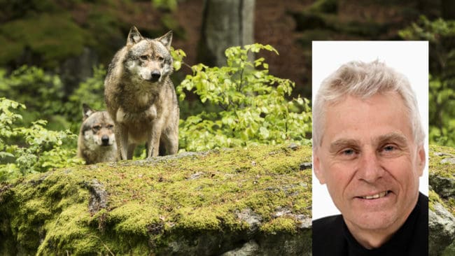 Fem av sex forskare på Skandulv har ställt sig bakom förslaget, som skulle kunna innebära 350 vargar i "förvaltningsstam" och en massiv jakt redan i vinter. Infälld till höger vargforskare Olof Liberg.