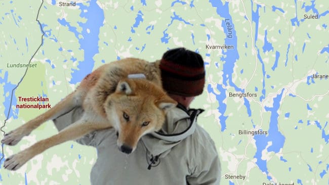 Vargforskare Olof Liberg röstar för att vargen i Jämtland flyttas till Dalsland och Tresticklans nationalpark. Bilden på vargen tagen i samband med en av de fyra flyttar den så kallade Junselevargen utsattes för.