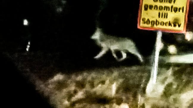 Vid 6.30-tiden i morse blev vargen i Linghed i Dalarna påskjuten. Eftersök med hundekipage pågår. (Arkivbild)