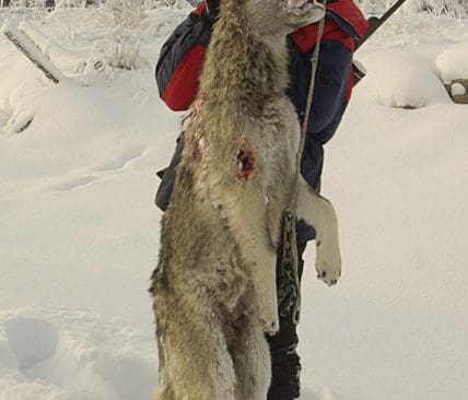 En anonym j&auml;gare med en f&auml;lld varg. Fr&aring;gan &auml;r hur l&auml;nge de j&auml;gare som sk&ouml;t varg i &aring;rets licensjakt kan f&ouml;rbli anonyma. L&auml;nsstyrelsen i V&auml;rmland har beslutat att l&auml;mna ut identiteten p&aring; skyttarna.