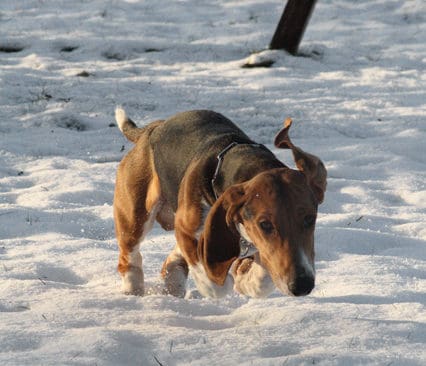 Det &auml;r v&auml;l inte r&aring;tta hunden jagar. Tv&aring; sk&aring;nska hundar har smittats av en farlig bakterie som sprids av r&aring;ttor och andra gnagare.
