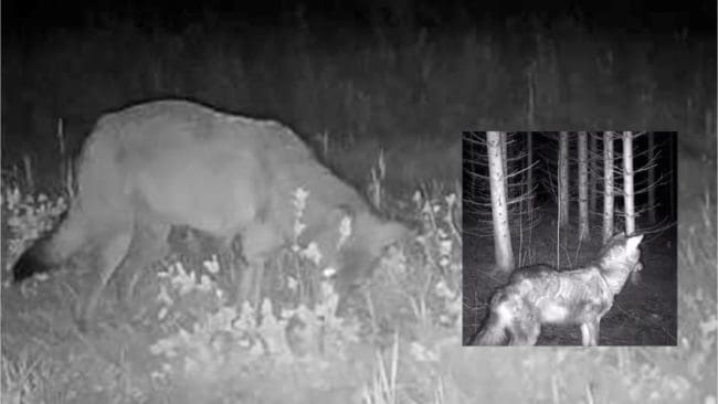 Linghedsvargens tillstånd finns dokumenterat vid flera tillfällen. Nu senast av en småviltjägare som fångat vargen på film. (Arkivbilder)