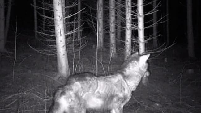 Höger framben var avskjutet och dessutom var den avlivade vargtiken i Linghed troligtvis skabbangripen, visar obduktionen som utfördes på SVA i torsdags.