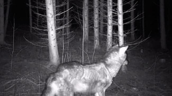 I morgon, när det är dagsljus, finns naturbevakare från länsstyrelsen på plats i byn Linghed i Dalarna för att försöka skjuta den skadade vargtiken. Men de får inte jaga Linghedsvargen och avlivningen är en svår juridisk balansgång.