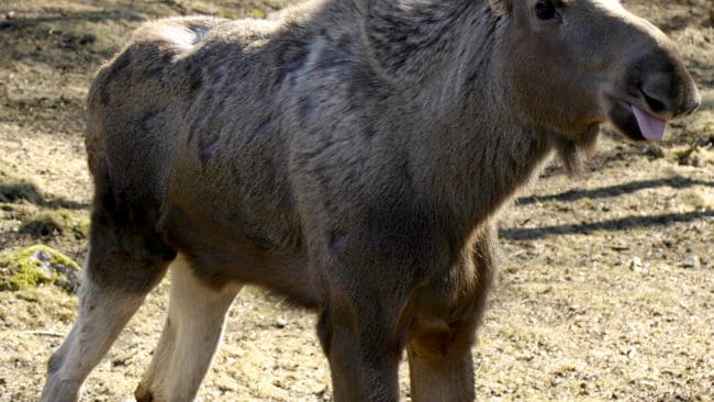 Bör inte jagas när det är för varmt. Många kalvar får det riktigt hett om öronen först senare i september när älgjakten kommer igång på allvar. Allt fler jägare i Norrland väntar med älgjaktspremiären.