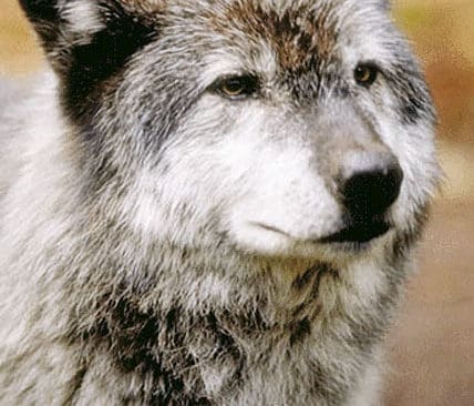 Finska J&auml;garef&ouml;rbundet uppskattar man antalet vargar i Finland till mellan 279 och 362, vilket &auml;r dubbelt s&aring; mycket &auml;n vad forskarna anger.