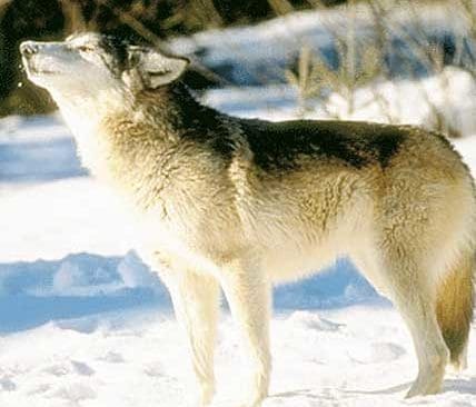 Om vi skall v&auml;nta med vargjakt flera m&aring;nader kommer situationen att bli &auml;nnu sv&aring;rare och nya valpkullar kommer att f&ouml;das.&nbsp;