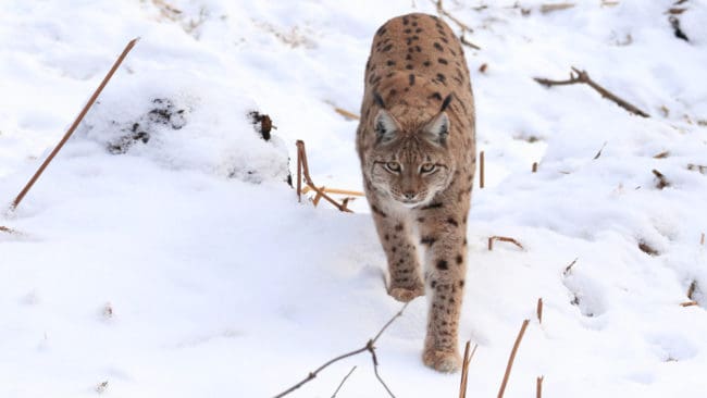Antalet lodjursangrepp på tamdjur har minskat stadigt i Västra Götaland under de senaste åren. Från 60 angrepp år 2017 till 20 angrepp i år.