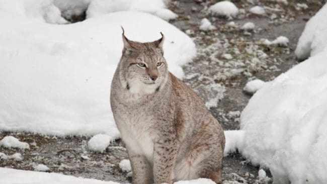 Lodjursjaktens första dag bjöd på vitt skilda väderförhållanden i landet, från perfekt spårsnö till blöta och barmark.