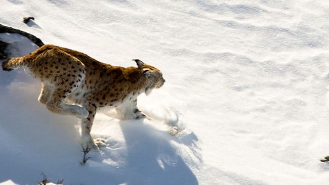 Lodjuret flydde från skoterförarna i cirka en mil innan det undkom, enligt länsstyrelsens naturbevakare som upptäckte spåren efter den illegala jakten. Polisutredningen om händelsen har lagts ned i brist på bevis. (Arkivbild)