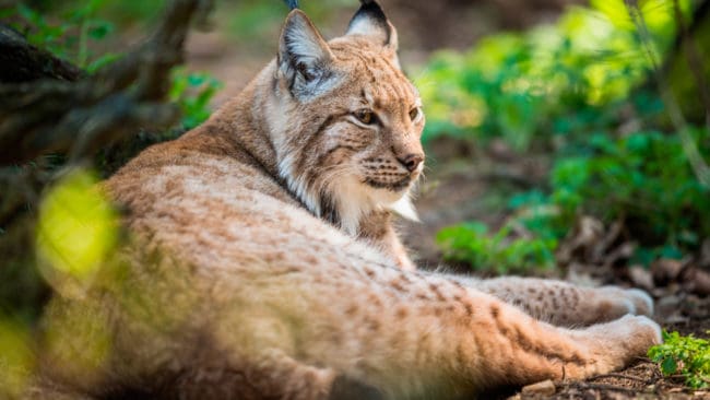 Polisen tror att ett skadat lodjur som avlivades utanför Högsby i lördags var skjutet tidigare och att det i så fall handlar om illegal jakt på rovdjur. (Arkivbild)