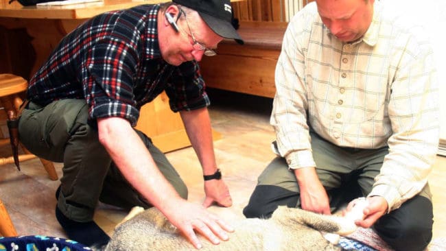 Tur i oturen. Sven-Inge Gegerfelt, till höger, fick sin ungtik riven av lo. Men det verkar som att jämthunden repar sig efter attacken. Besiktningsmannen Sture Nordlund undersöker skadorna.