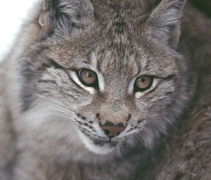 Lodjuren är mycket effektiva rådjursjägare. Lojakten skulle behöva tiodubblas i Värmland för att rädda rådjuren från att utplånas av lo.