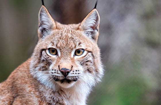 Naturvårdsverket och Svenska Jägareförbundet har skrivit avtal om att samarbeta i inventeringar av stora rovdjur som lodjur.