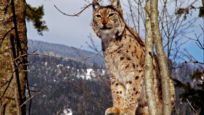 Drygt hälften av tilldelningen återstår att fälla under årets lodjursjakt.