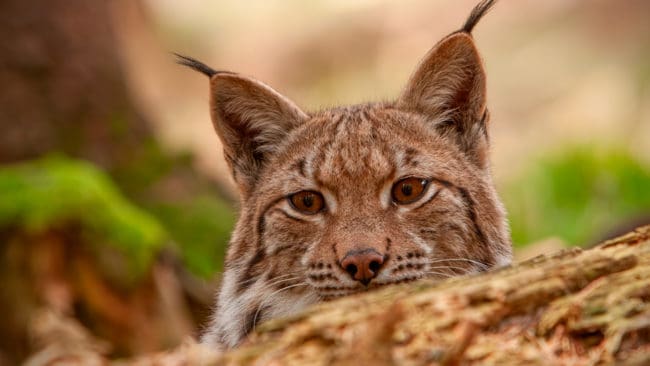 Av en kvot på åtta lodjur i Kalmar län är endast tre fällda när mindre än halva jakttiden återstår för årets licensjakt.