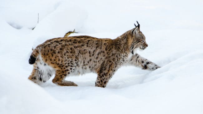 Åtta av de fjorton tilldelade djuren i Västerbotten är fortfarande inte fällda, trots att det är nästan fyra veckor sedan licensjakten på lodjur började.