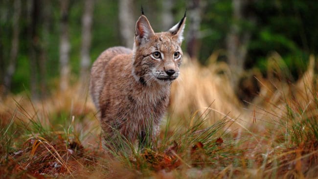 En förklaring till att inte alla tilldelade lodjur fälldes i Kalmar län och Västra Götaland är att det har varit dåligt med snö.