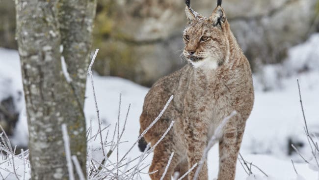 – Sannolikt har de ändrade villkoren att motorfordon inte fick användas för att ringa in lodjuren påverkat utfallet, säger rovdjurshandläggare Linda Backlund.