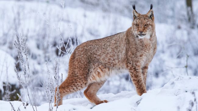 I Östergötland blir det licensjakt på fem lodjur den 1 mars. Hur det blir med kvoterna i länen Jönköping och Kalmar blir det besked om först en bit in i januari.