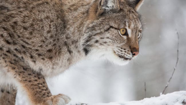 Licensjakten på lodjur är i Örebro län indelad i två jaktområden.