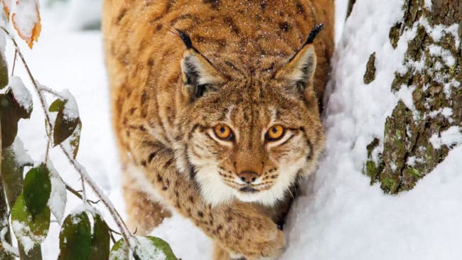 Licensjakten kommer i år att innefatta sex av Jämtlands läns åtta områden för lodjursjakt