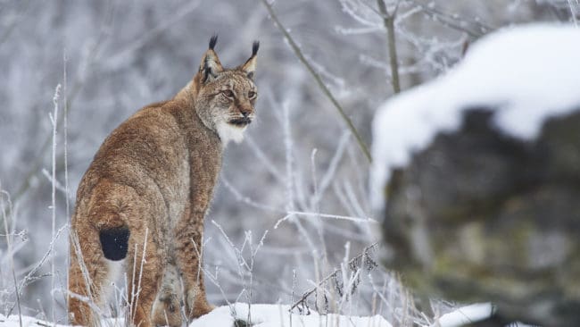 För femte året i rad får fällor för levandefångst användas under licensjakten. Däremot inte motorfordon.