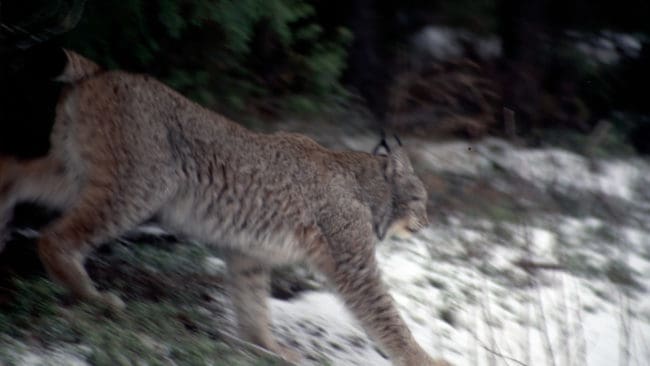 Precis som förra året har länsstyrelsen i Norrbotten beslutat att det inte blir någon licensjakt på lodjur i länet.