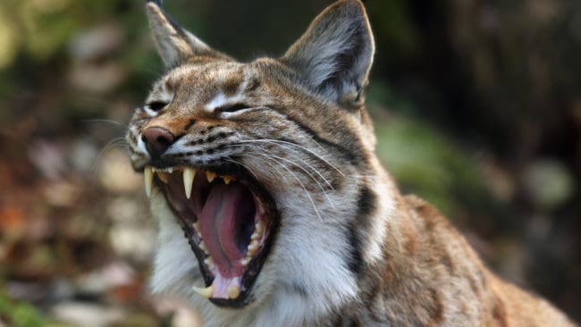 Det har hittills varit svåra förhållanden för lodjursjägarna. Men i Kronoberg fälldes snabbt häften av de tilldelade djuren.