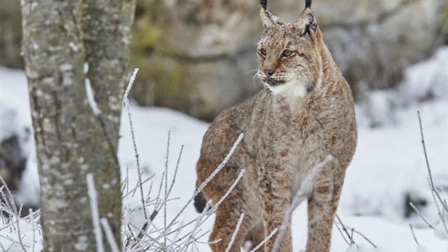 Lodjursjakten fortsatte i Gävleborg efter att först ha avlysts i samband med ett eftersök.