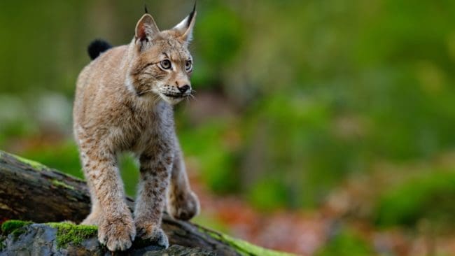 För första gången tilldelades Kronoberg lodjur under licensjakten. Två av kvotens fyra djur fälldes under en jakt som präglades av snöbrist.