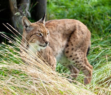 Lodjur jagade ryttare och h&auml;st. Josephine Roos-Pettersson och hennes h&auml;st jagades av lodjur under en ridtur f&ouml;rra veckan.