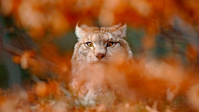 Förvaltningsrätten i Härnösand ger Naturvårdsverket rätt i att ha stoppat skyddsjakt på lodjur förra hösten.