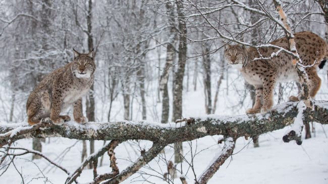 Två lodjur får fällas av Jijnjevaerie sameby. Förvaltningsrätten avslår en överklagan från Wolf Association Sweden.