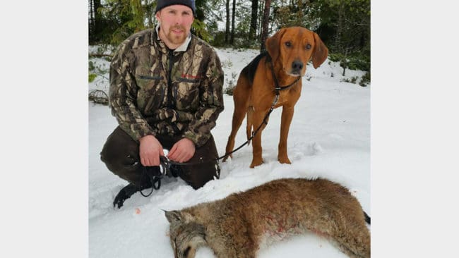 Daniel Jemth med sin schiller Rambo och det fällda lodjuret, som sköts med en hagelsalva när det satt högst upp i en talltopp på ett berg.
