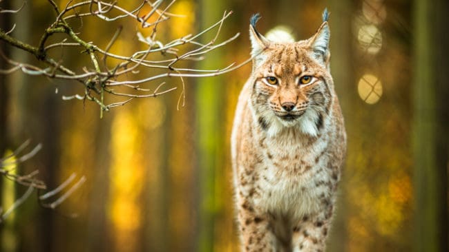 Planer finns på att släppa ut sex svenska lodjur i norra England. Det är svenska Naturvårdsverket som i så fall ska godkänna rewildingprojektet.
