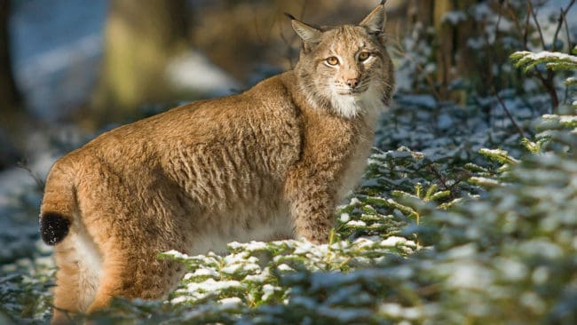 Fem män är dömda för att ha plågat och i vissa fall dödat rovdjur i Norrbotten. Mats, Forslund, artskyddsexpert på Världsnaturfonden (WWF), menar att det kan vara ett uttryck för en frustration.