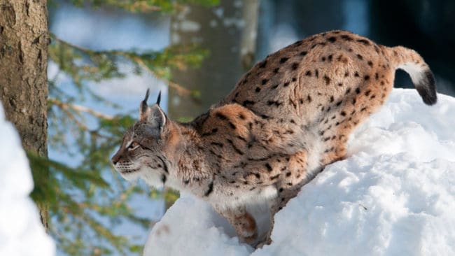 33 lodjur får fällas i Jämtlands licensjakt. Det är sex fler än förra året. Dessutom utökas antalet jaktområden och fällfångst tillåts.