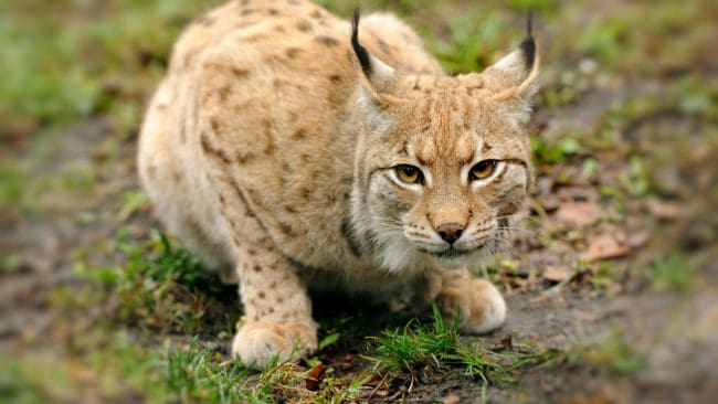 Allt tyder på att lodjur på kort tid har dödat tre katter i Eskilstunatrakten, enligt länsstyrelsen.