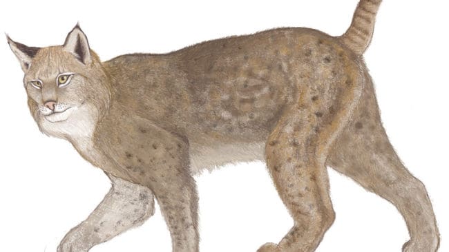 I region syd är majoriteten av det som svarat på enkäten även emot en livskraftig stam av lodjur.