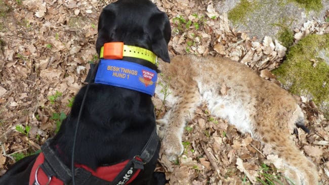 ”Enligt skolboken för individinriktad skyddsjakt”, skriver Viltskadecenter om den lodjurshona som sköts sedan en spårhund och en ställande hund satts in. Den fällda honan visade sig ha en gammal skada på ena frambenet, vilket kan förklara de många attackerna i fårhagar i Kalmar län.