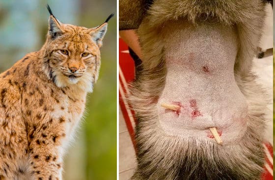 Det var ett lodjur som attackerade jämten Oryx under pågående jaktprov, konstaterar länsstyrelsen efter en besiktning.