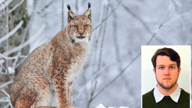 Jägarnas Riksförbund uppmanar landets länsstyrelser att ta beslut om en omfattande jakt efter lodjur. ”Det behövs för att förebygga skador”, menar Jens Gustafsson, biträdande riksviltvårdskonsulent hos Jägarnas Riksförbund.
