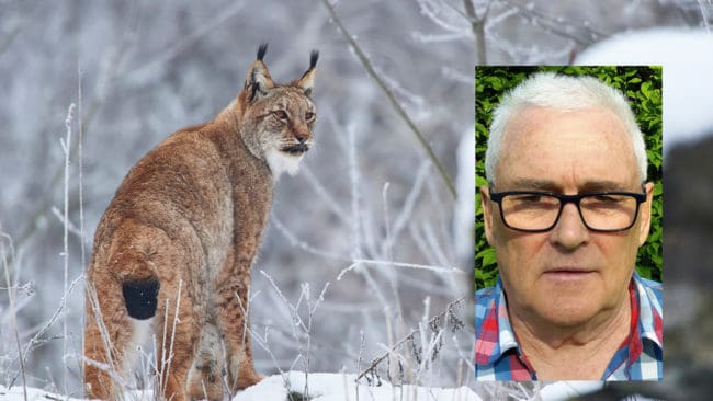 – Det är inga som ger sig ut och jagar. Det går heller inte att släppa hundar, säger Lasse Lignell, JRF-basen i Jämtland. Länets jägare måste vänta innan de kan ge sig ut och försöka fälla de 33 lodjur som finns på kvoten.