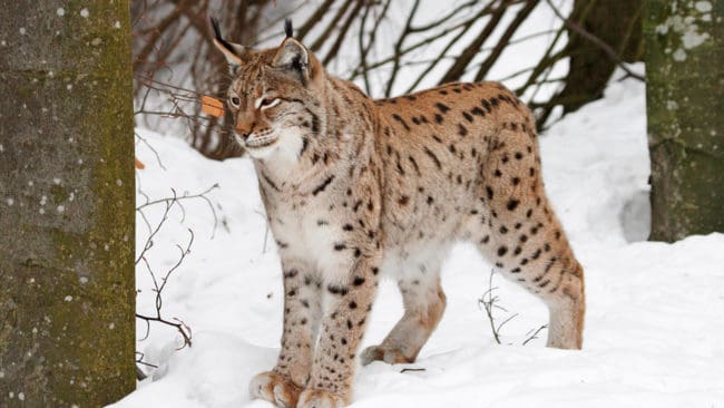 Länsstyrelsen i Västerbotten tillåter licensjakt på 16 lodjur från den 1 mars. Det är en ökning med sju lodjur sedan förra året.