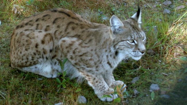 Hur föryngringar av lostammen i södra Sverige utvecklas är avgörande för tilldelningen av lodjur vid jakten i Mellansverige. Länsstyrelserna vill ha hjälp av jägarkåren med att få in observationer av lo, särskilt när det blir spårsnö.