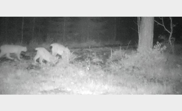Länsstyrelsen i Skåne har fångat en lodjursfamilj på bild i nordöstra delen av länet. Det är den första bekräftelsen på föryngring i år.
